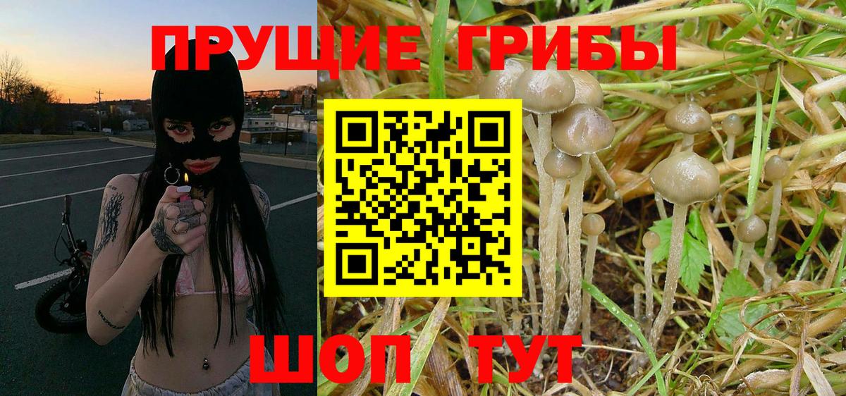 Карабулак  Псилоцибиновые грибы прущие грибы  Псилоцибиновые грибы Cubensis  Вход с VPN 